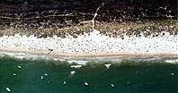 Aerial Picture of Studland Bay