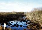 National Trust Woodland Destruction � Studland United Nudists