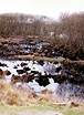 National Trust Woodland Destruction � Studland United Nudists