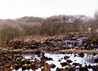 National Trust Woodland Destruction � Studland United Nudists