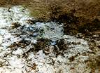 National Trust Woodland Destruction � Studland United Nudists
