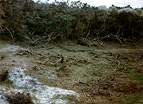 National Trust Woodland Destruction � Studland United Nudists