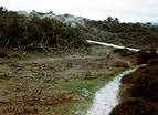 National Trust Woodland Destruction � Studland United Nudists