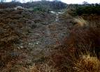 National Trust Woodland Destruction � Studland United Nudists