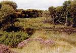 National Trust Woodland Destruction � Studland United Nudists