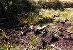 National Trust Woodland Destruction � Studland United Nudists