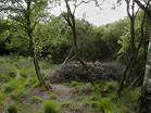 National Trust Woodland Destruction � Studland United Nudists