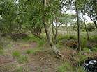 National Trust Woodland Destruction � Studland United Nudists