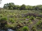 National Trust Woodland Destruction � Studland United Nudists