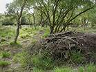 National Trust Woodland Destruction � Studland United Nudists