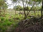 National Trust Woodland Destruction � Studland United Nudists