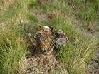 National Trust Woodland Destruction � Studland United Nudists