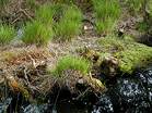 National Trust Woodland Destruction � Studland United Nudists