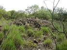 National Trust Woodland Destruction � Studland United Nudists