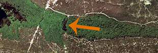 National Trust Woodland Destruction � Studland United Nudists