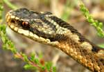 The venomous adder - Head