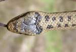 The smooth snake - Head