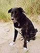 Dogs are allowed along the South West Coastal Path � Studland United Nudists