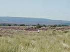 Police pay special attention to the dunes by the National Trust posts � Studland United Nudists