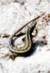 Sand Lizard � Studland United Nudists
