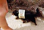 Nudist Beach Action Day 2000 � Studland United Nudists