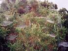 Some very busy Studland spiders! � Studland United Nudists