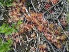 The insect eating Sundew � Studland United Nudists
