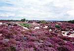 Views from FP6 � Studland United Nudists