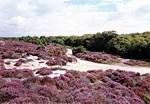 Views from FP6 � Studland United Nudists