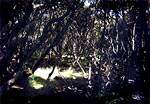 Views from FP6 � Studland United Nudists
