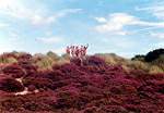 You will see nudists from Heather Walk � Studland United Nudists