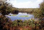 Lilies on the The Little Sea at the traditional nudist area at Studland � Studland United Nudists