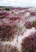 National Trust Red Post � Studland United Nudists