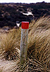 National Trust Red Post � Studland United Nudists