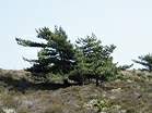 The traditional nudist area at Studland � Studland United Nudists