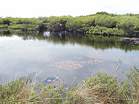 Lilies on the The Little Sea at the traditional nudist area at Studland � Studland United Nudists