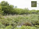 A bird of prey looks for lunch � Studland United Nudists