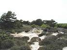 The traditional nudist area at Studland � Studland United Nudists