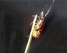Adult deer tick with upper legs raised to latch to a host